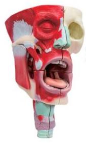 鼻、口、咽喉腔分解模型